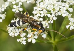 Snyltehveps ichneumon sarcitorius han